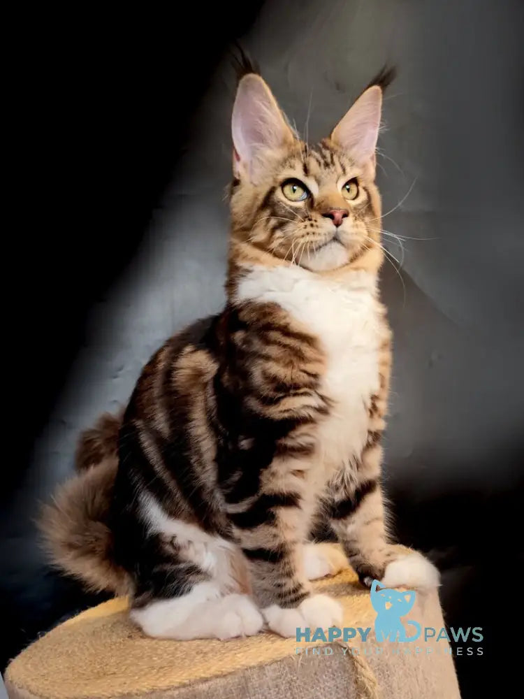 Nice Maine Coon male black tabby bicolour live animals