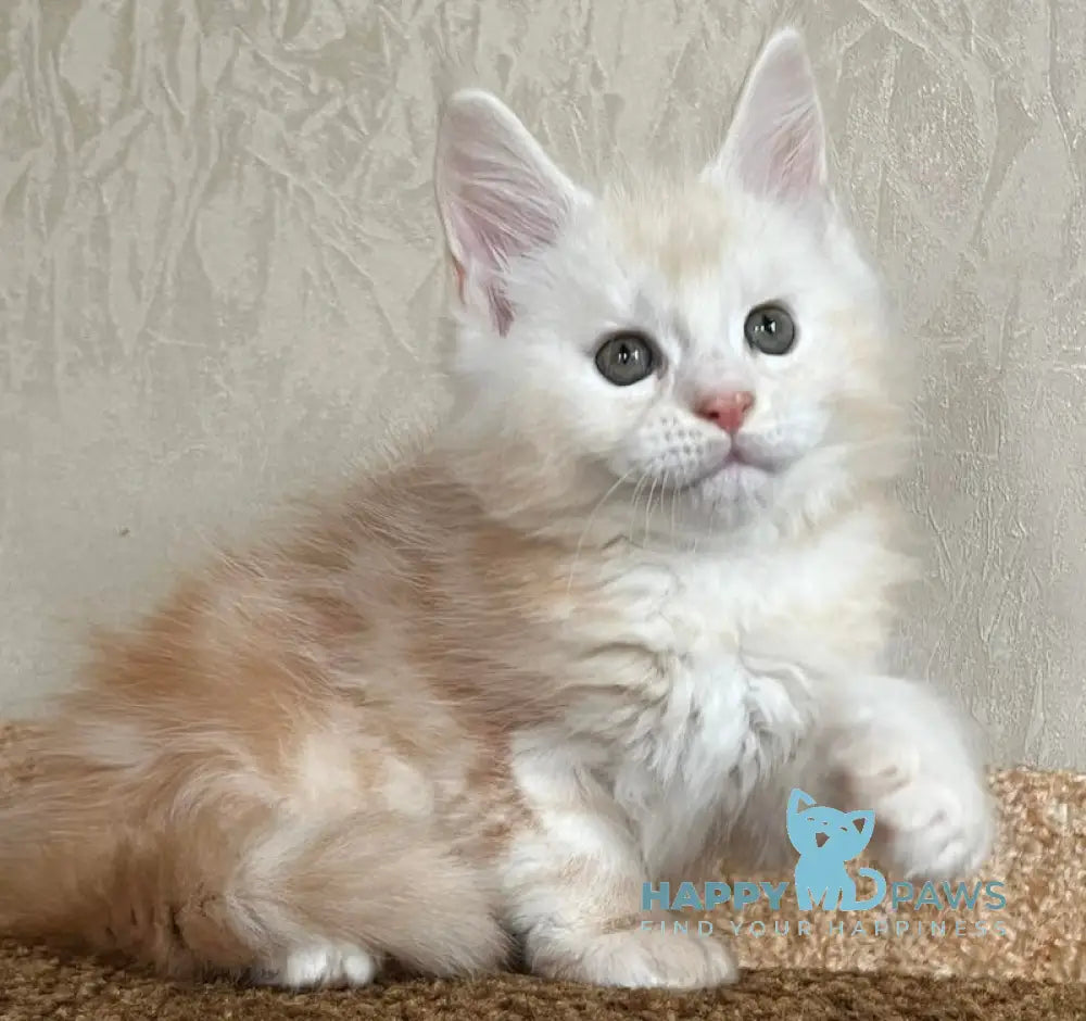 Nice Maine Coon male red silver tabby live animals