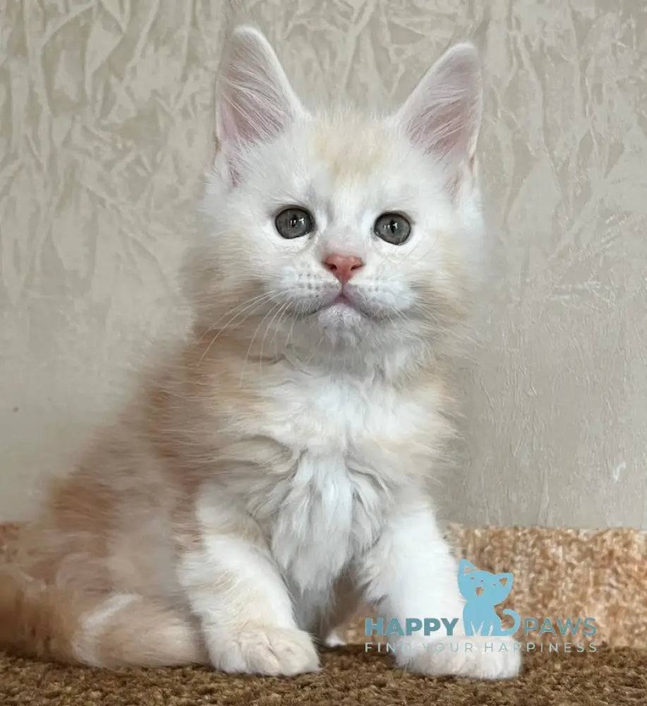Nice Maine Coon male red silver tabby live animals