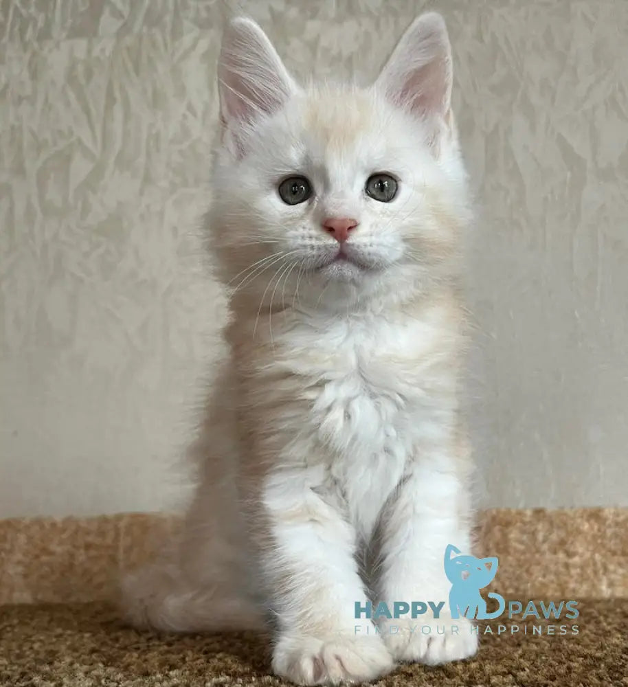 Nice Maine Coon male red silver tabby live animals