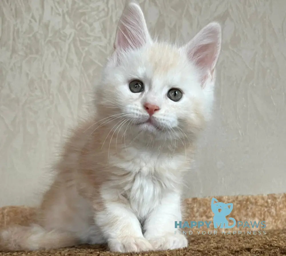 Nice Maine Coon male red silver tabby live animals