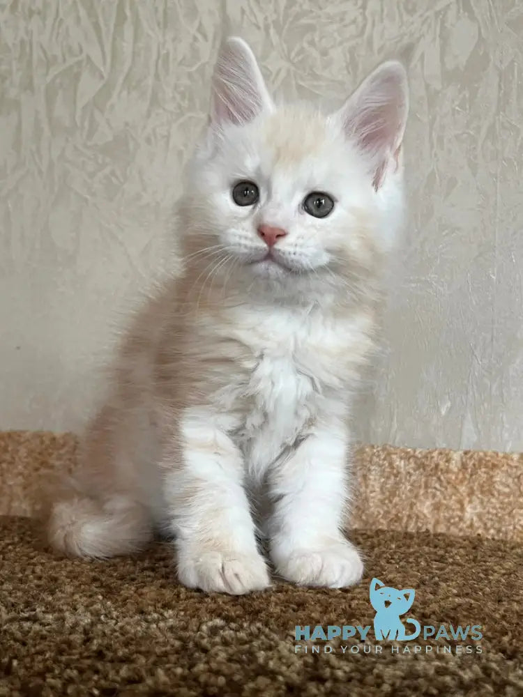 Nice Maine Coon male red silver tabby live animals