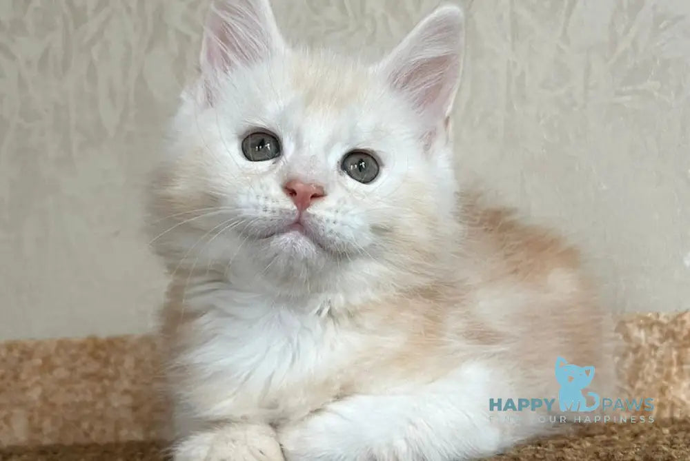 Nice Maine Coon male red silver tabby live animals