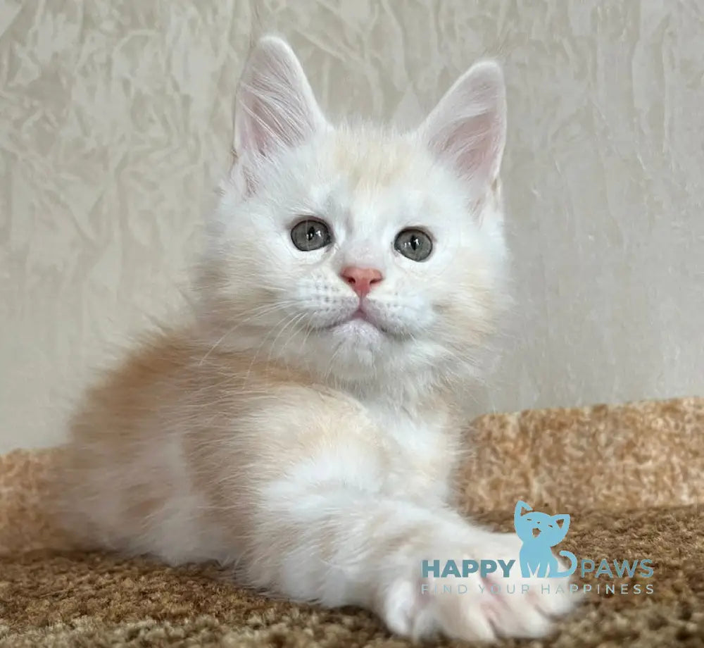 Nice Maine Coon male red silver tabby live animals