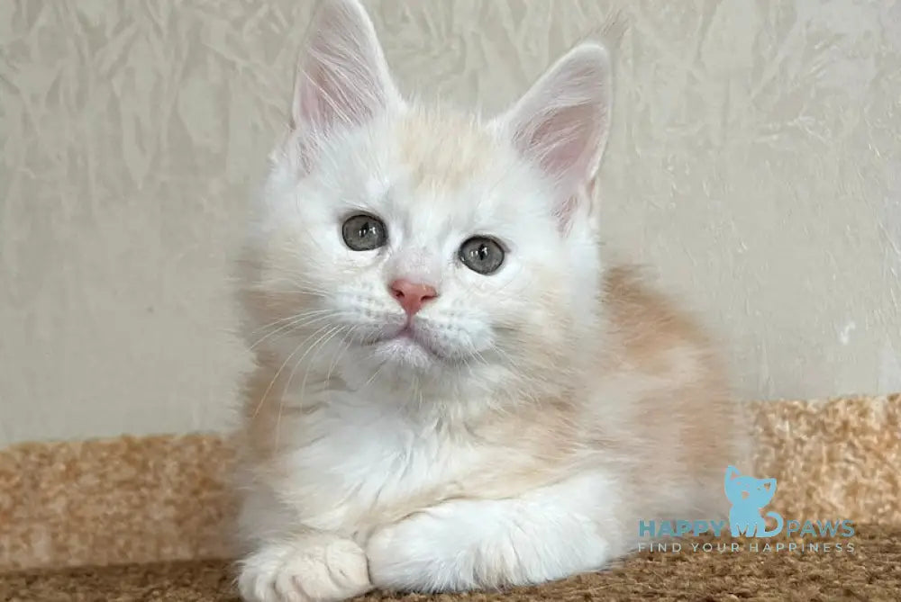 Nice Maine Coon male red silver tabby live animals