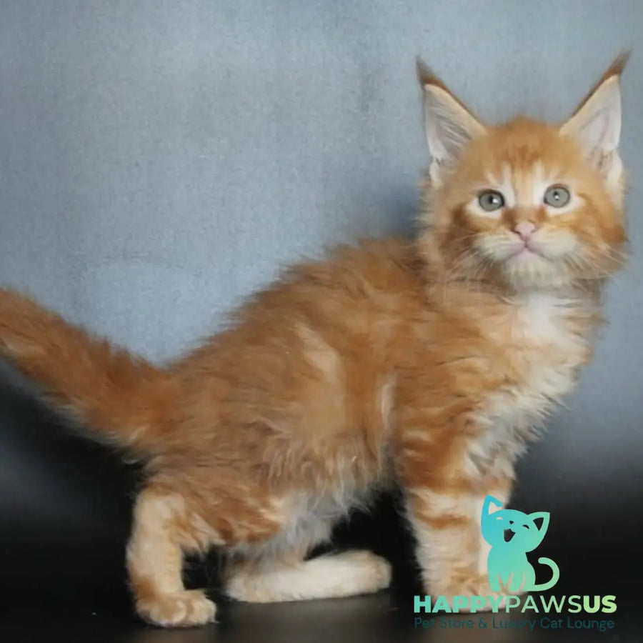 Nice Maine Coon male red tabby - live animals