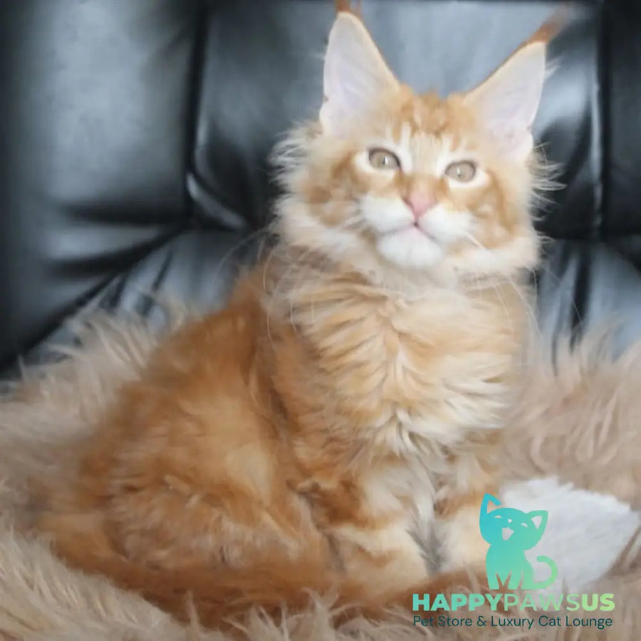 Nice Maine Coon male red tabby - live animals