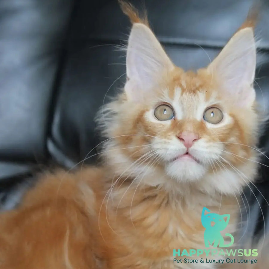 Nice Maine Coon male red tabby - live animals
