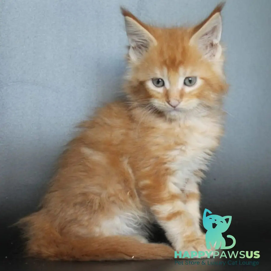 Nice Maine Coon male red tabby - live animals