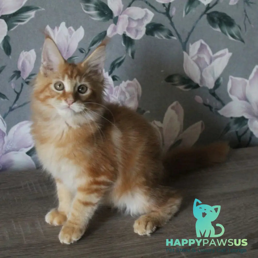 Nice Maine Coon male red tabby - live animals