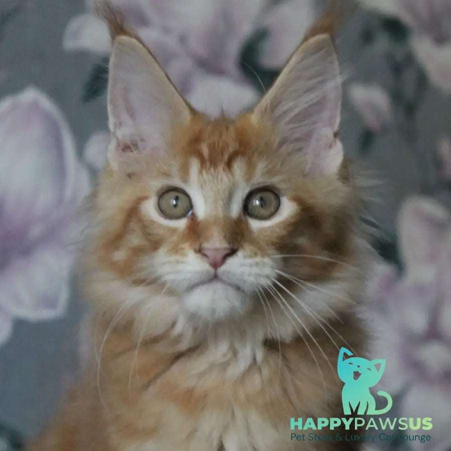 Nice Maine Coon male red tabby - live animals