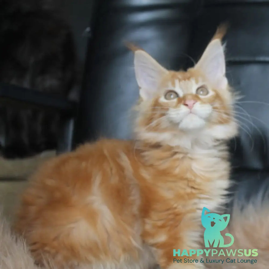 Nice Maine Coon male red tabby - live animals