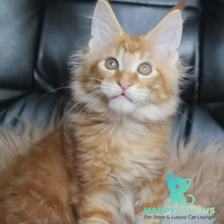 Nice Maine Coon male red tabby - live animals
