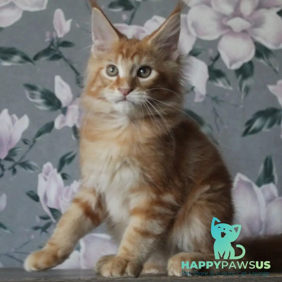 Nice Maine Coon male red tabby - live animals