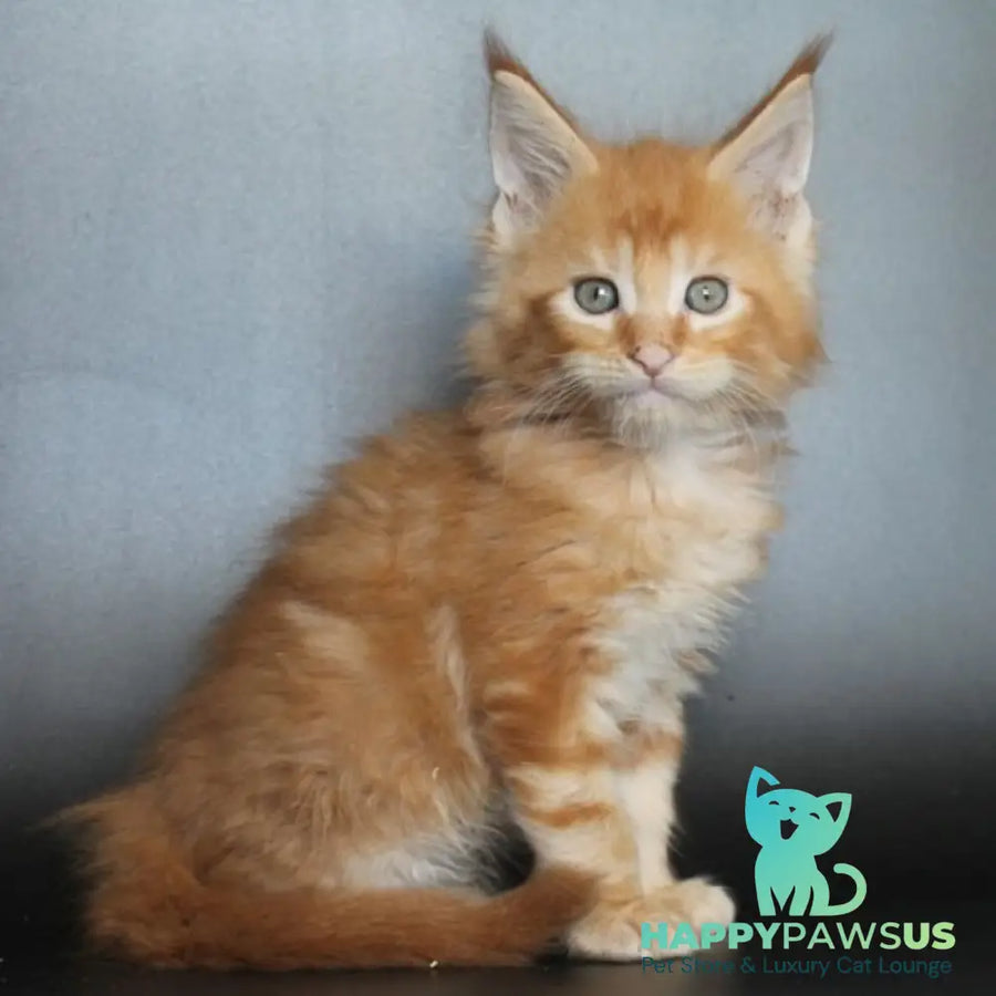Nice Maine Coon male red tabby - live animals