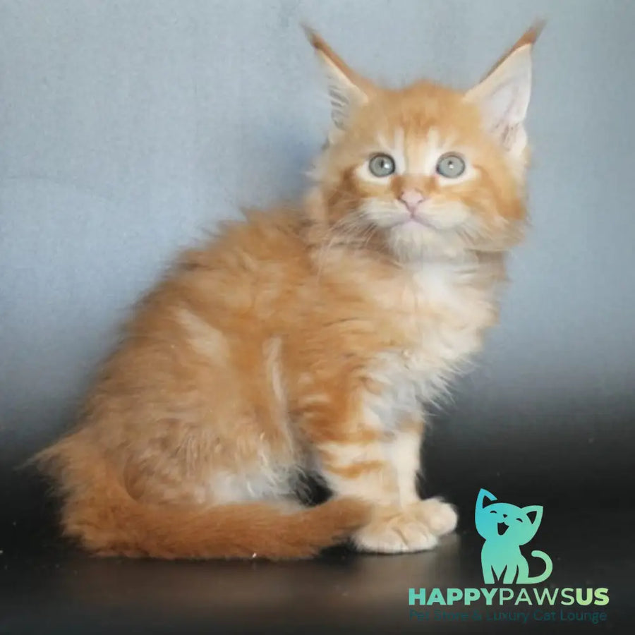 Nice Maine Coon male red tabby - live animals