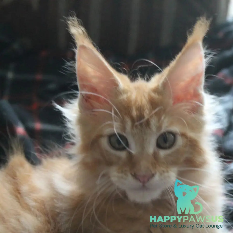 Nice Maine Coon male red tabby - live animals