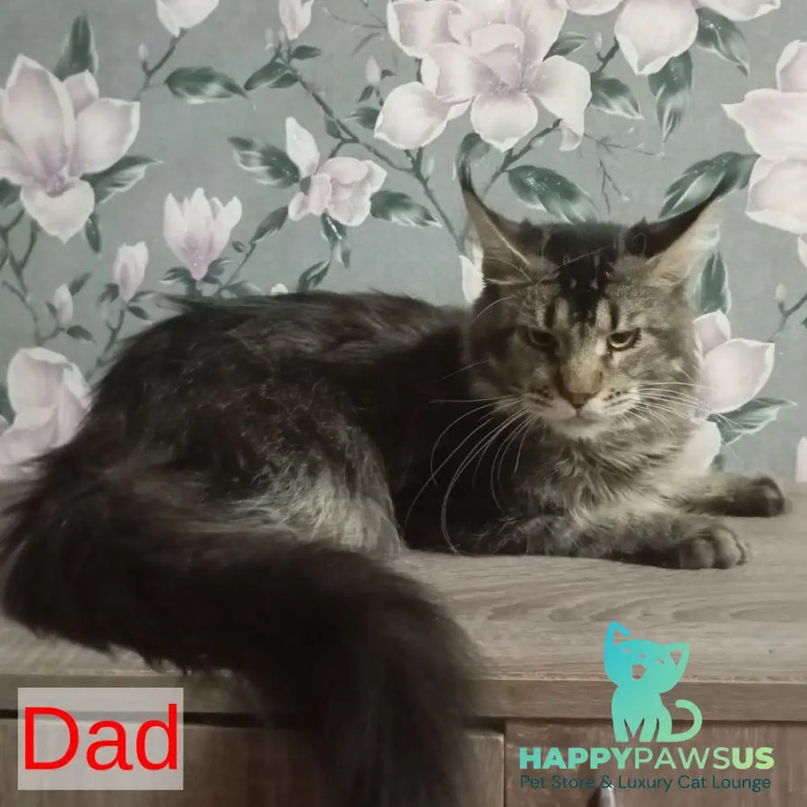 Nice Maine Coon male red tabby - live animals