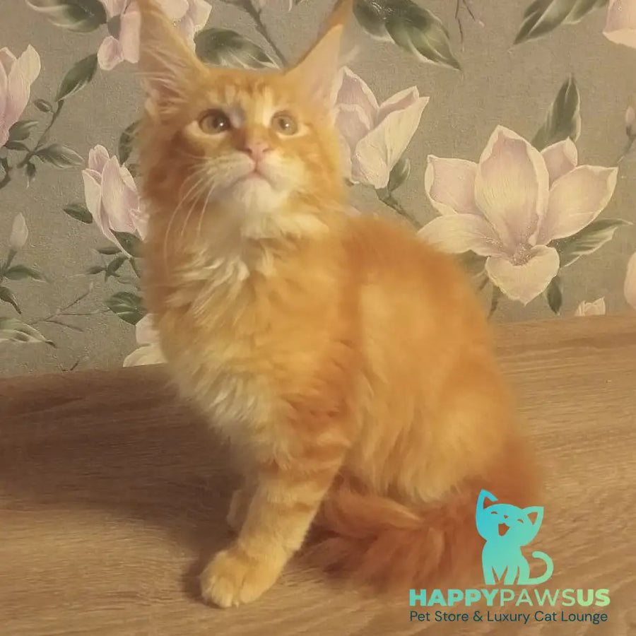 Nice Maine Coon male red tabby - live animals