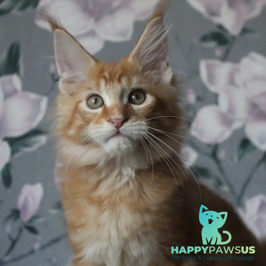 Nice Maine Coon male red tabby - live animals