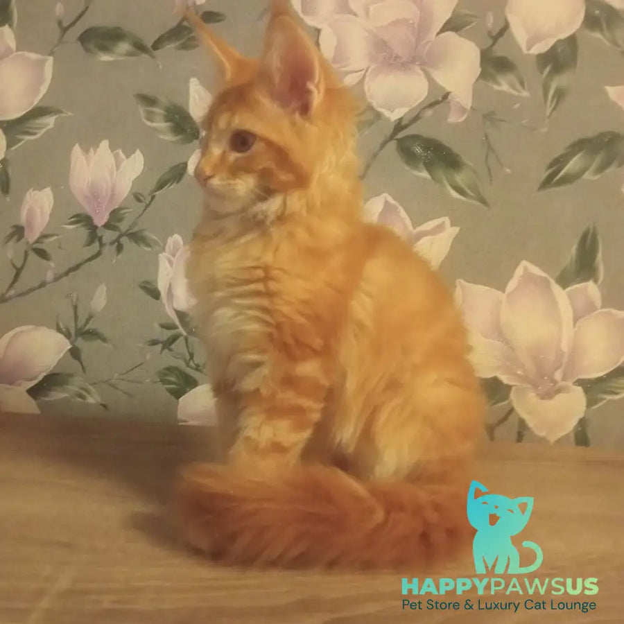 Nice Maine Coon male red tabby - live animals