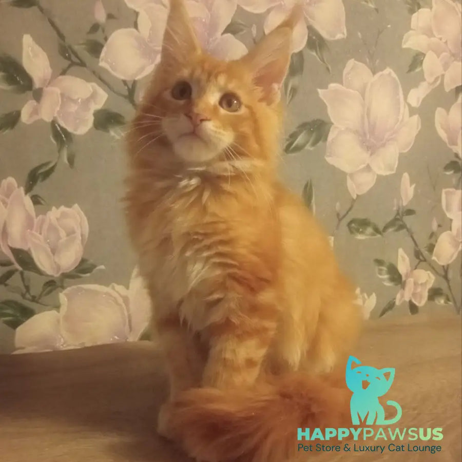 Nice Maine Coon male red tabby - live animals