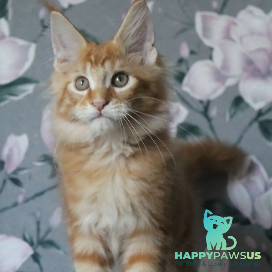 Nice Maine Coon male red tabby - live animals