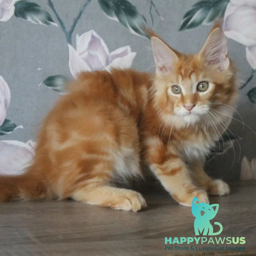 Nice Maine Coon male red tabby - live animals