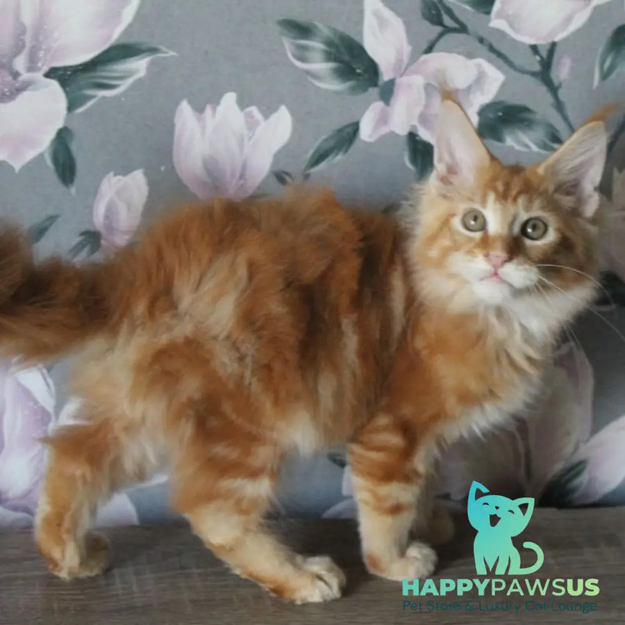 Nice Maine Coon male red tabby - live animals