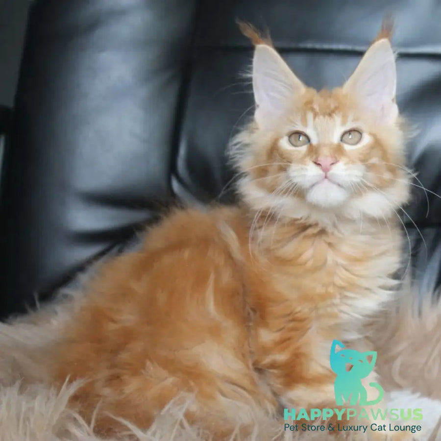 Nice Maine Coon male red tabby - live animals