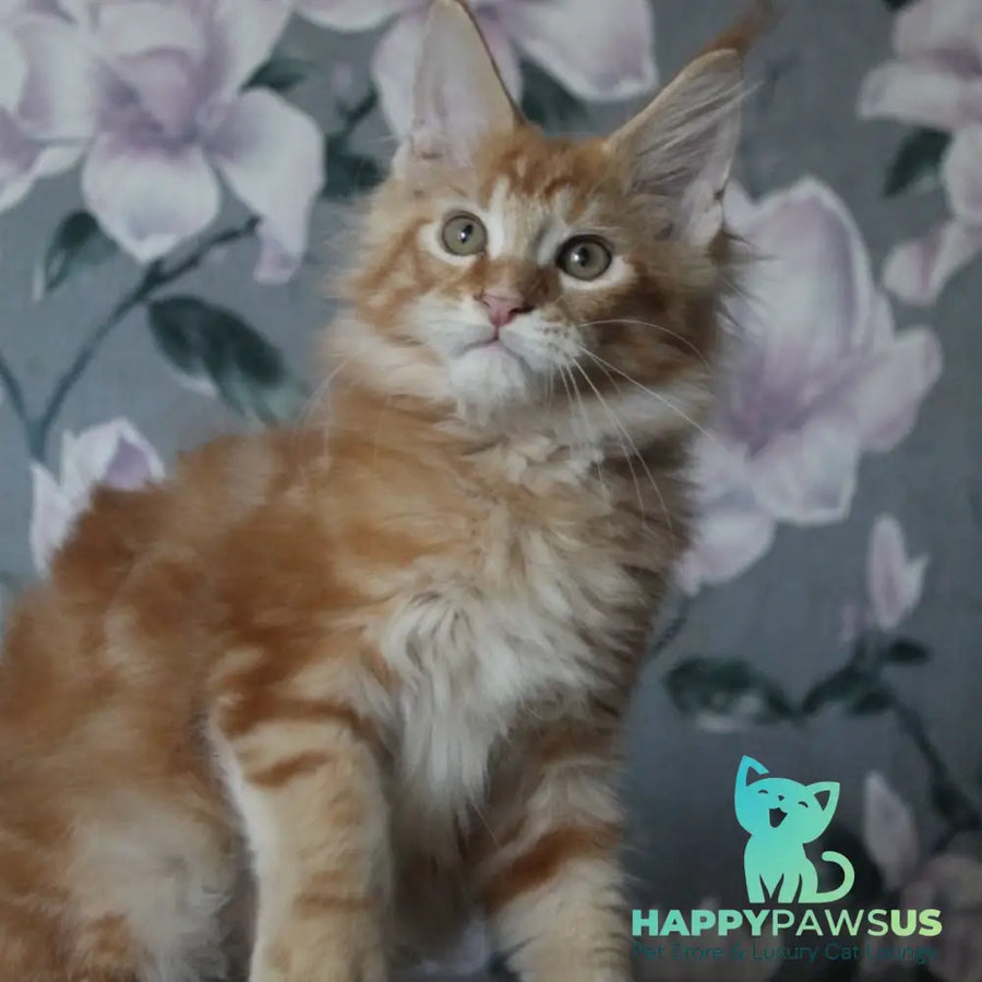 Nice Maine Coon male red tabby - live animals