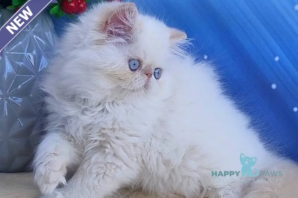 Nice Persian male cream pointed live animals