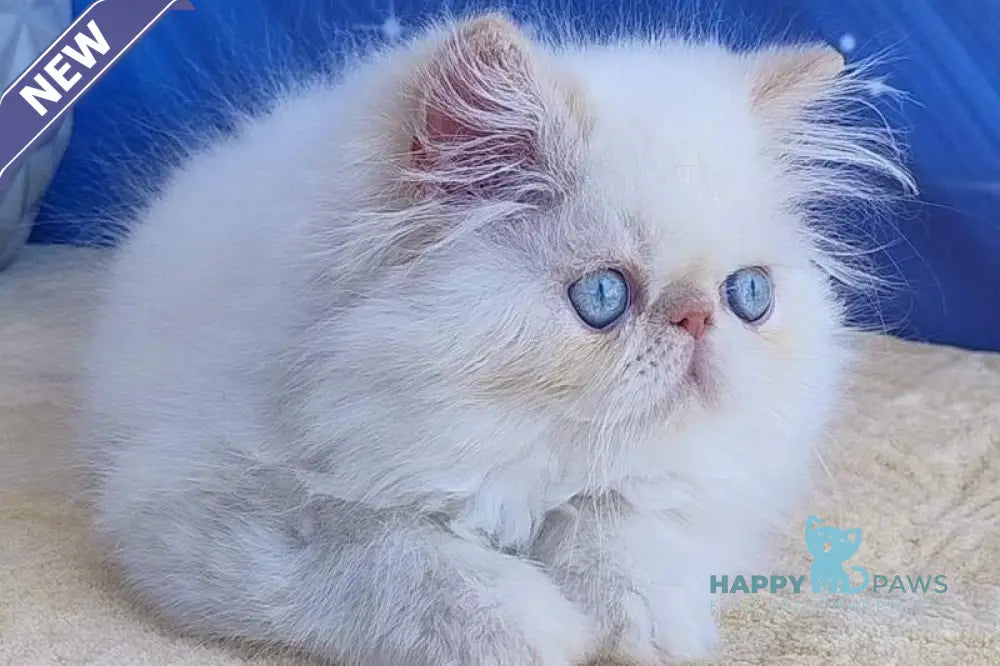Nice Persian male cream pointed live animals