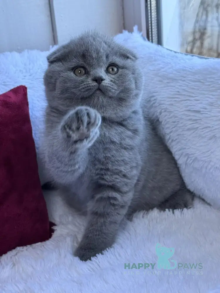 Nice Scottish Fold male blue live animals