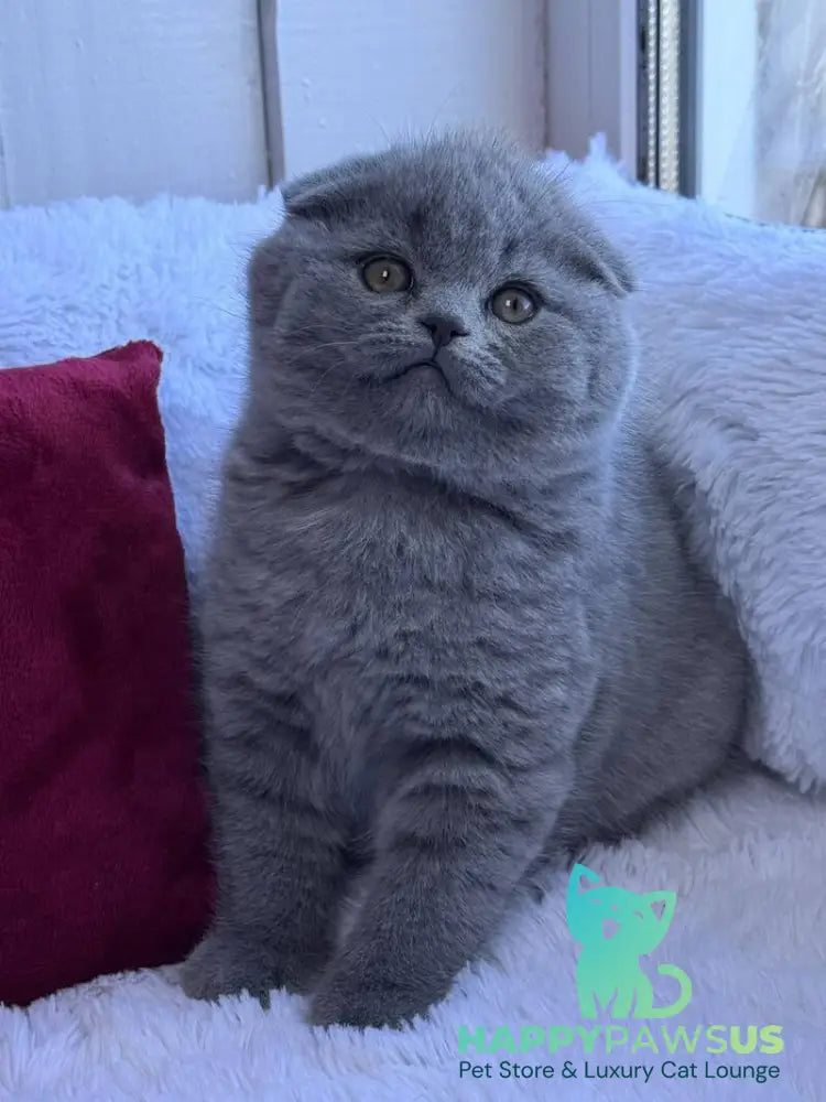 Nice Scottish Fold male blue live animals