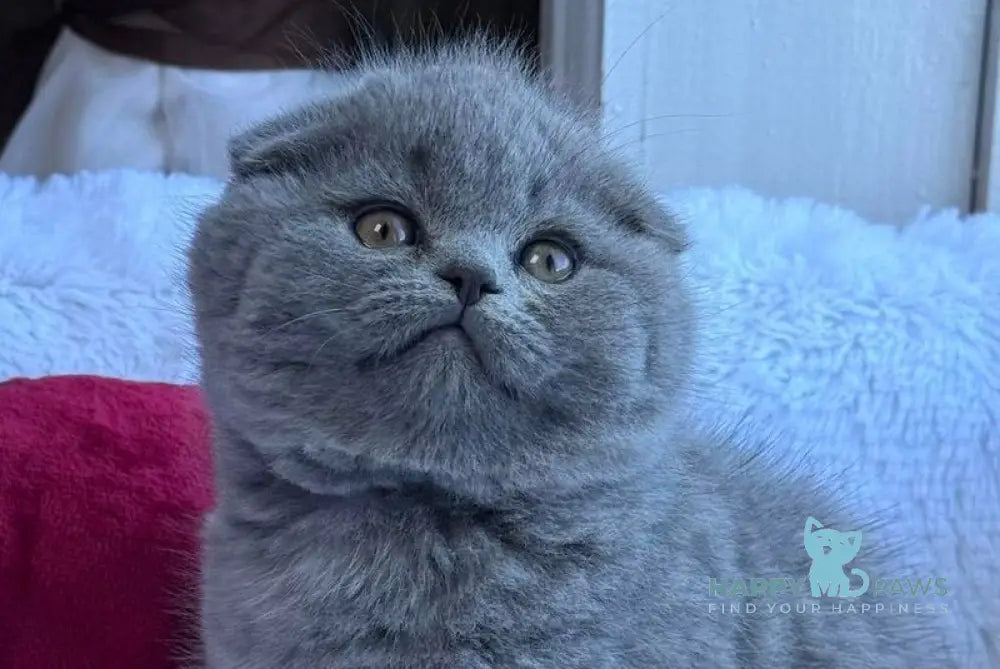 Nice Scottish Fold male blue live animals
