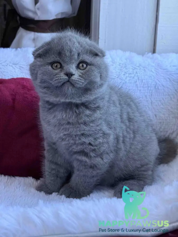 Nice Scottish Fold male blue live animals