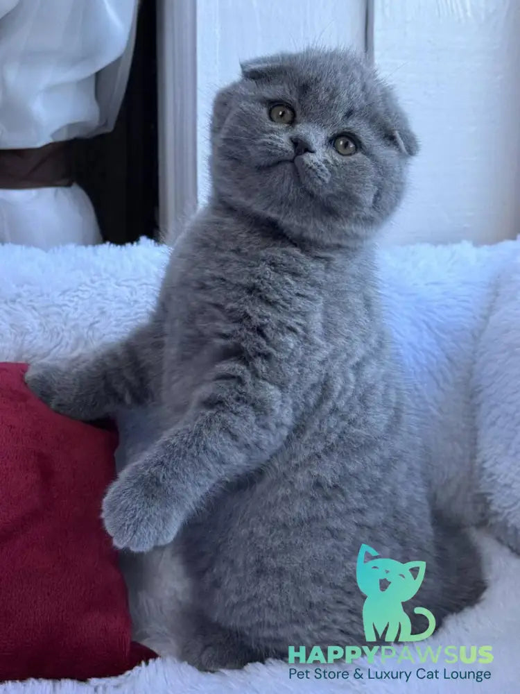 Nice Scottish Fold male blue live animals