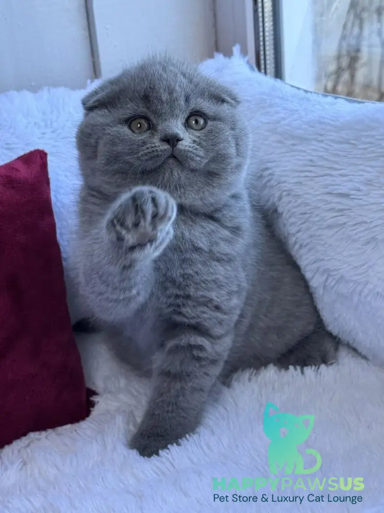 Nice Scottish Fold male blue live animals