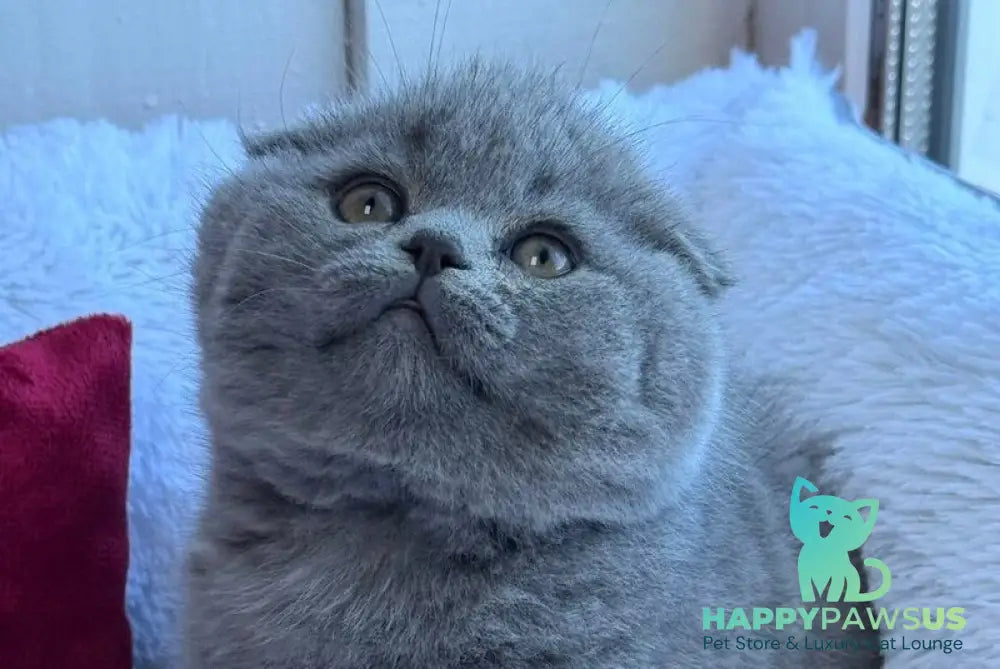 Nice Scottish Fold male blue live animals
