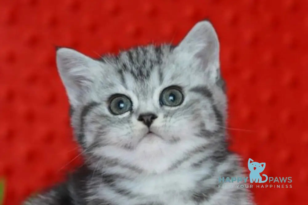 Nice Scottish Straight female black silver tabby live animals