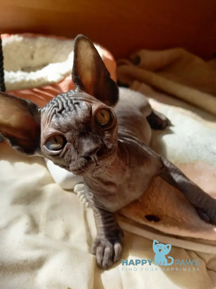 Nichka Canadian Sphynx female black live animals