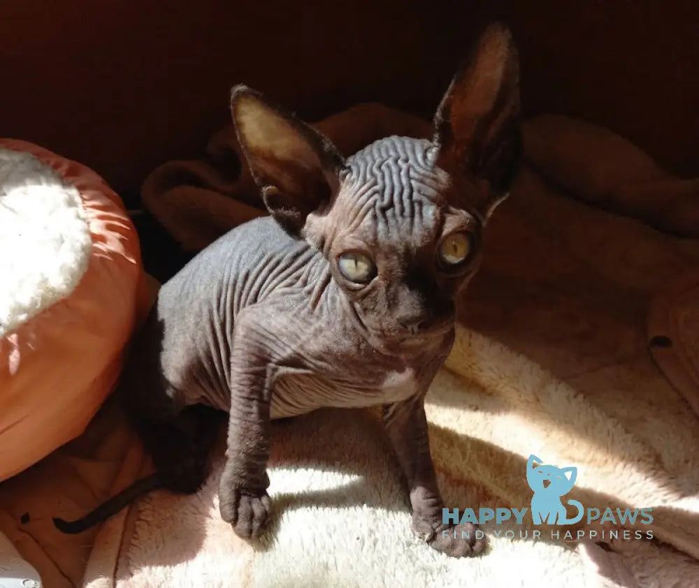 Nichka Canadian Sphynx female black live animals