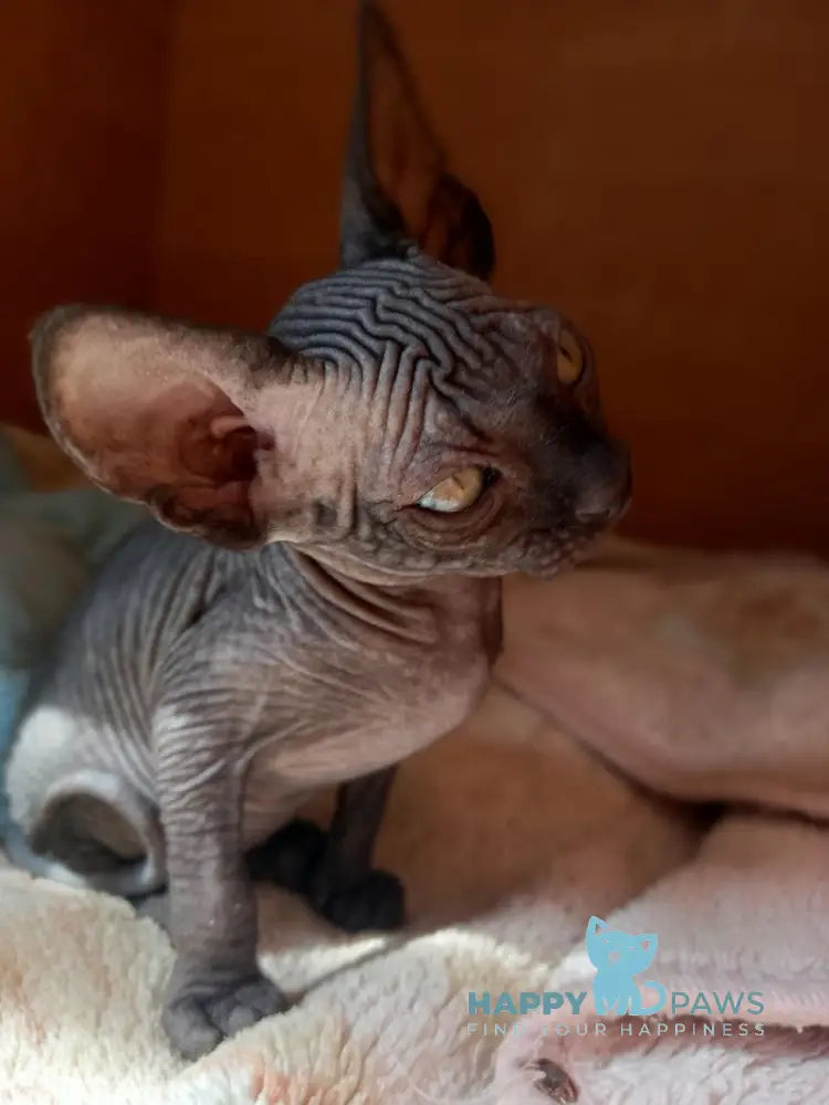 Nichka Canadian Sphynx female black live animals