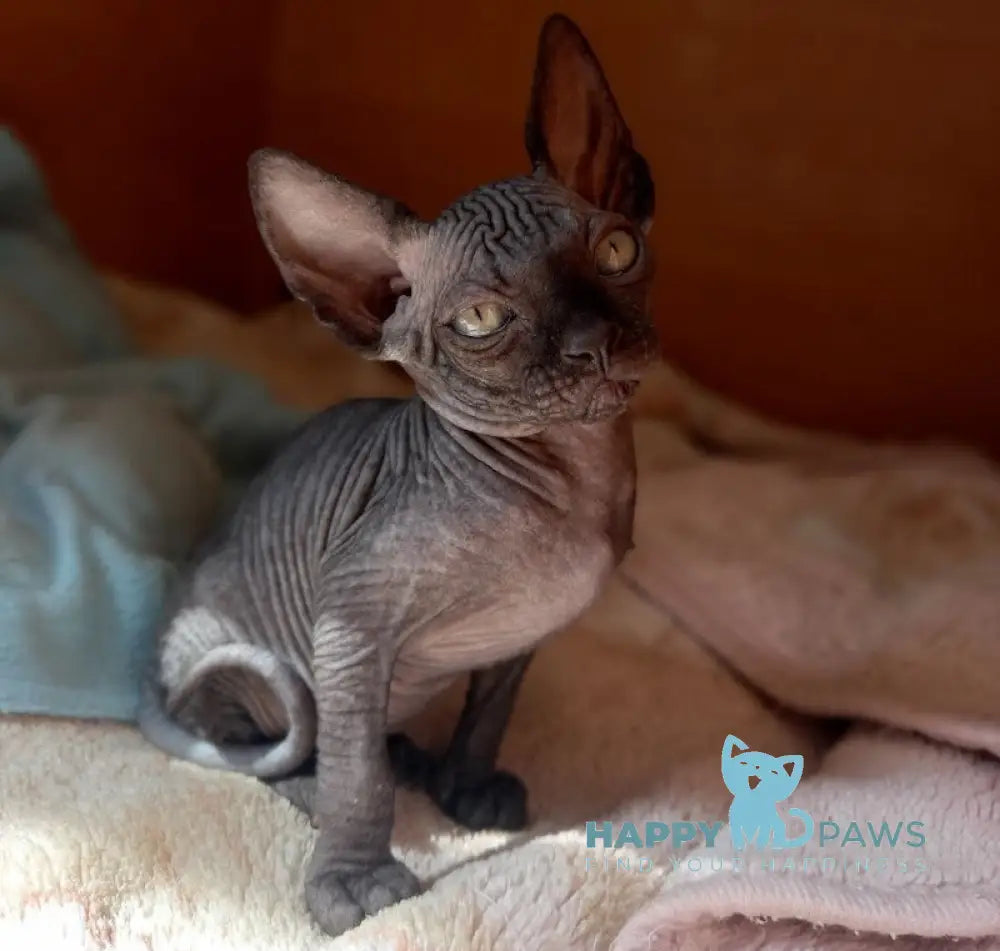 Nichka Canadian Sphynx female black live animals