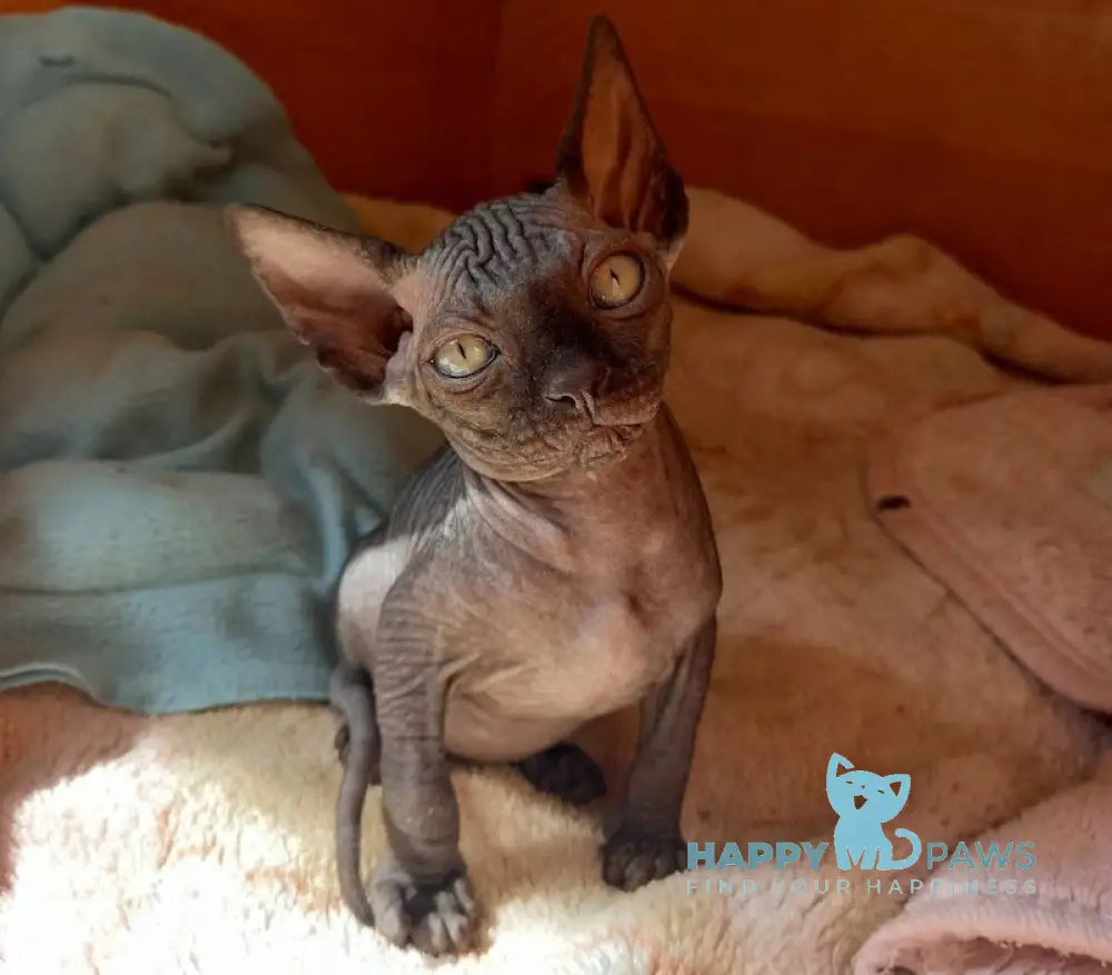 Nichka Canadian Sphynx female black live animals