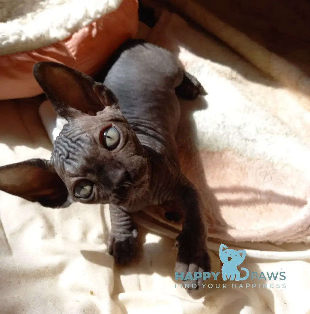Nichka Canadian Sphynx female black live animals