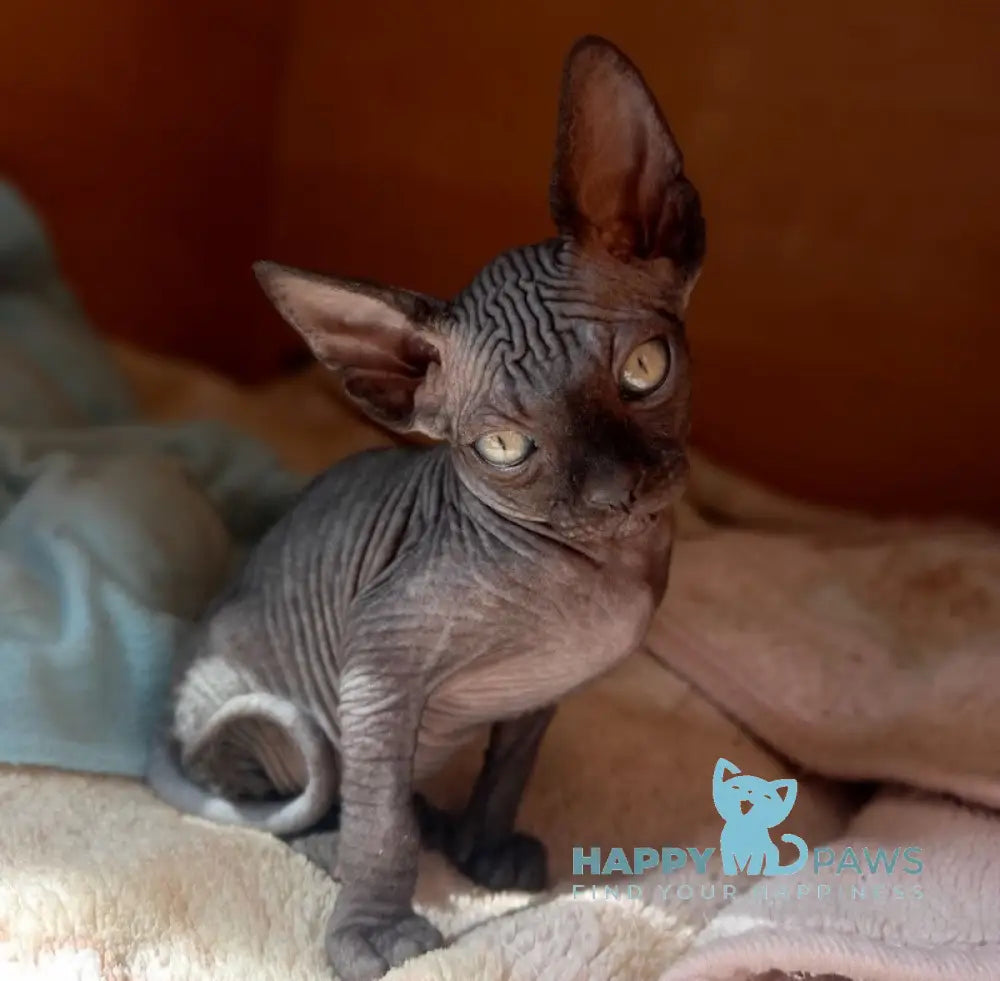 Nichka Canadian Sphynx female black live animals