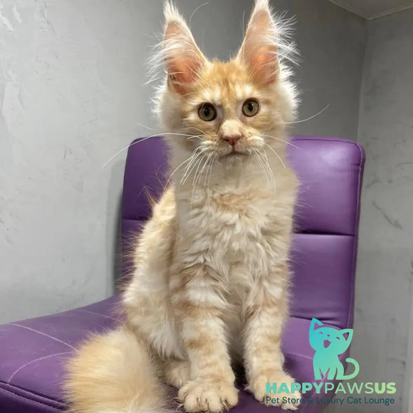 Nicholas Maine Coon male red silver - live animals