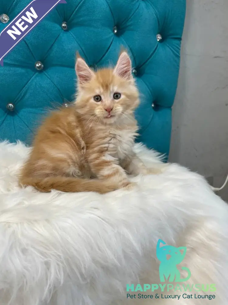 Nicholas Maine Coon male red silver - live animals
